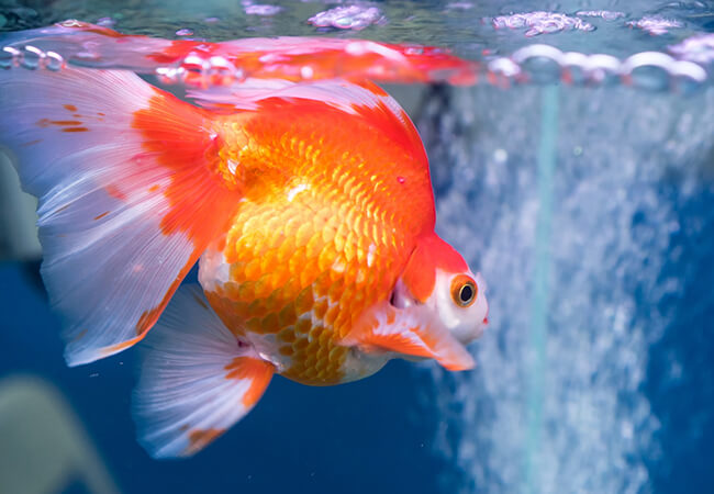 Fins and Tails web N 01