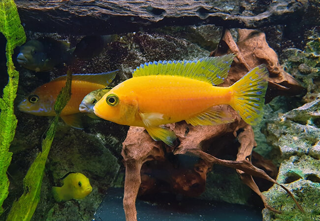 Fins and Tails web N 02