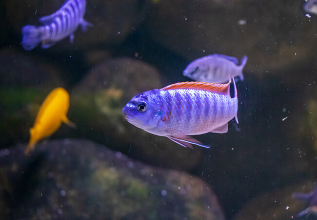 Fins and Tails web N 03