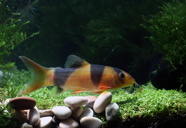 Fins and Tails web N 04