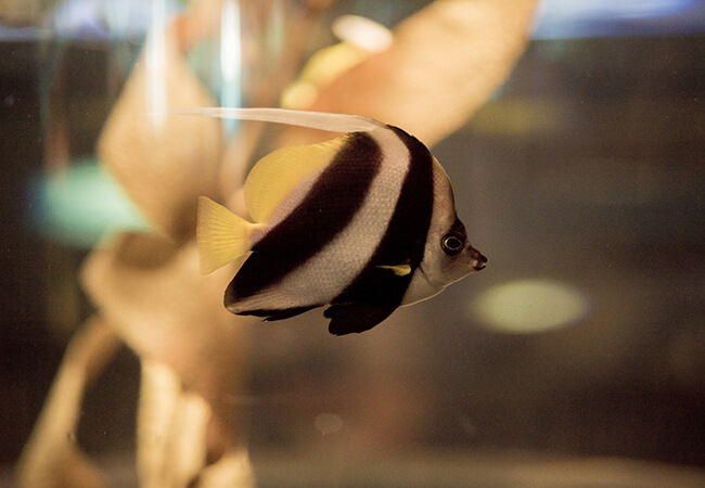 Fins and Tails web N 05