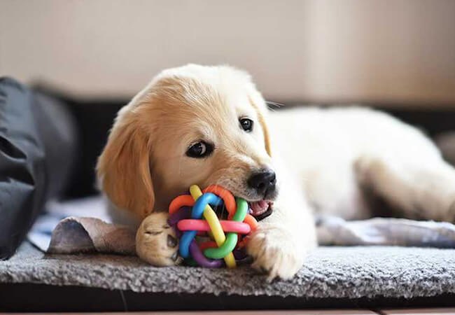 Fins and Tails web N 06