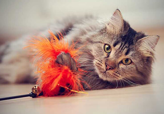 Fins and Tails web N 08