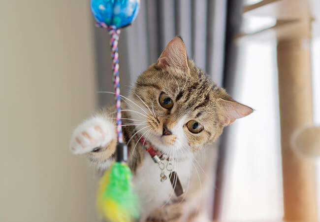 Fins and Tails web N 09